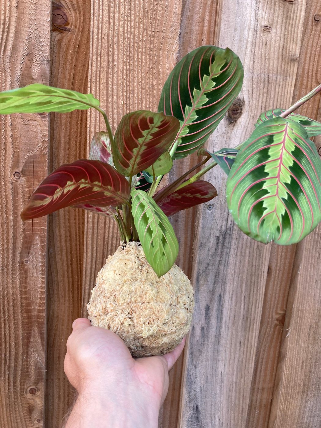 Kokedama Maranta