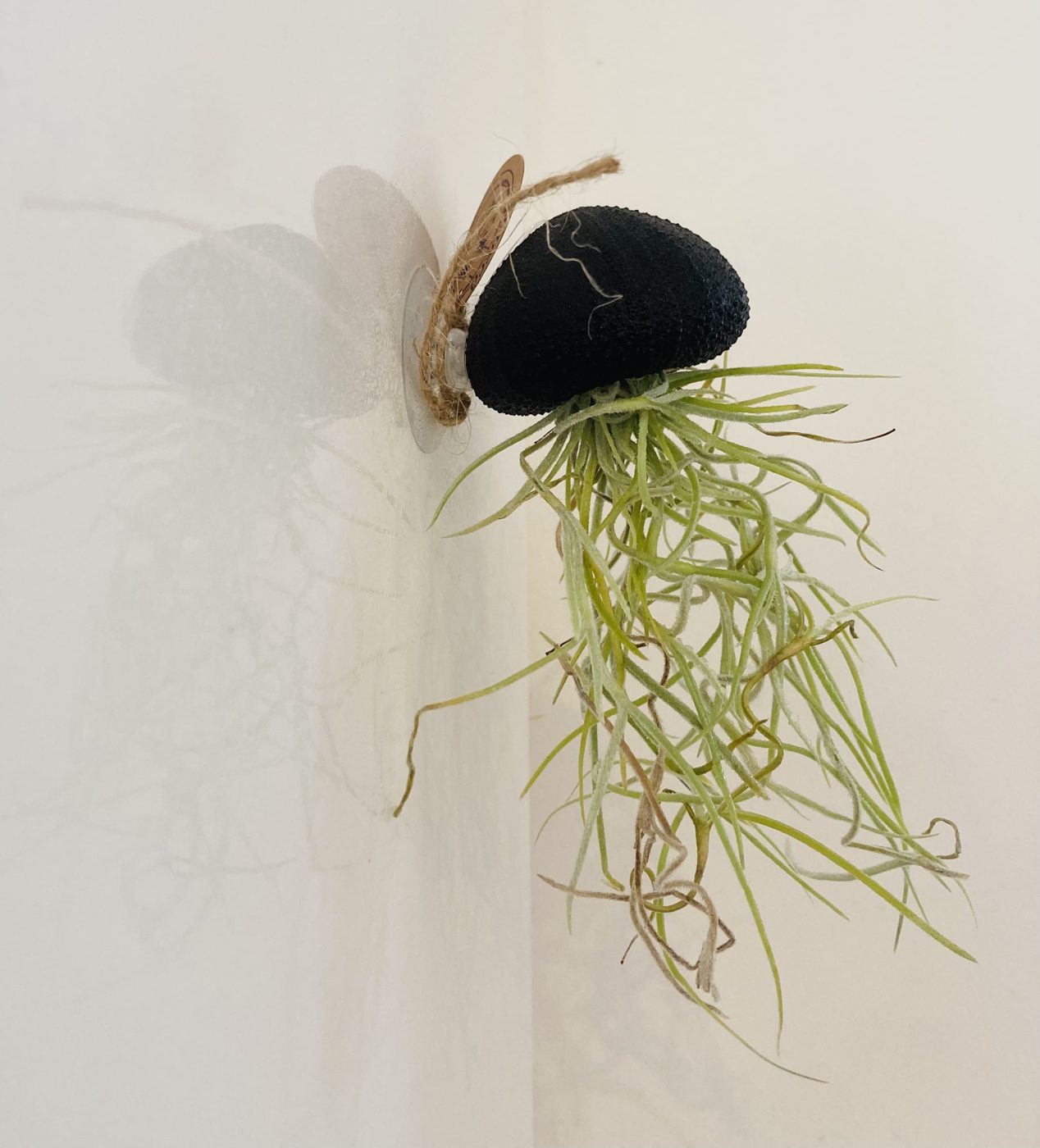 Tillandsia méduse Black Edition dans sa coquille d'oursin noire