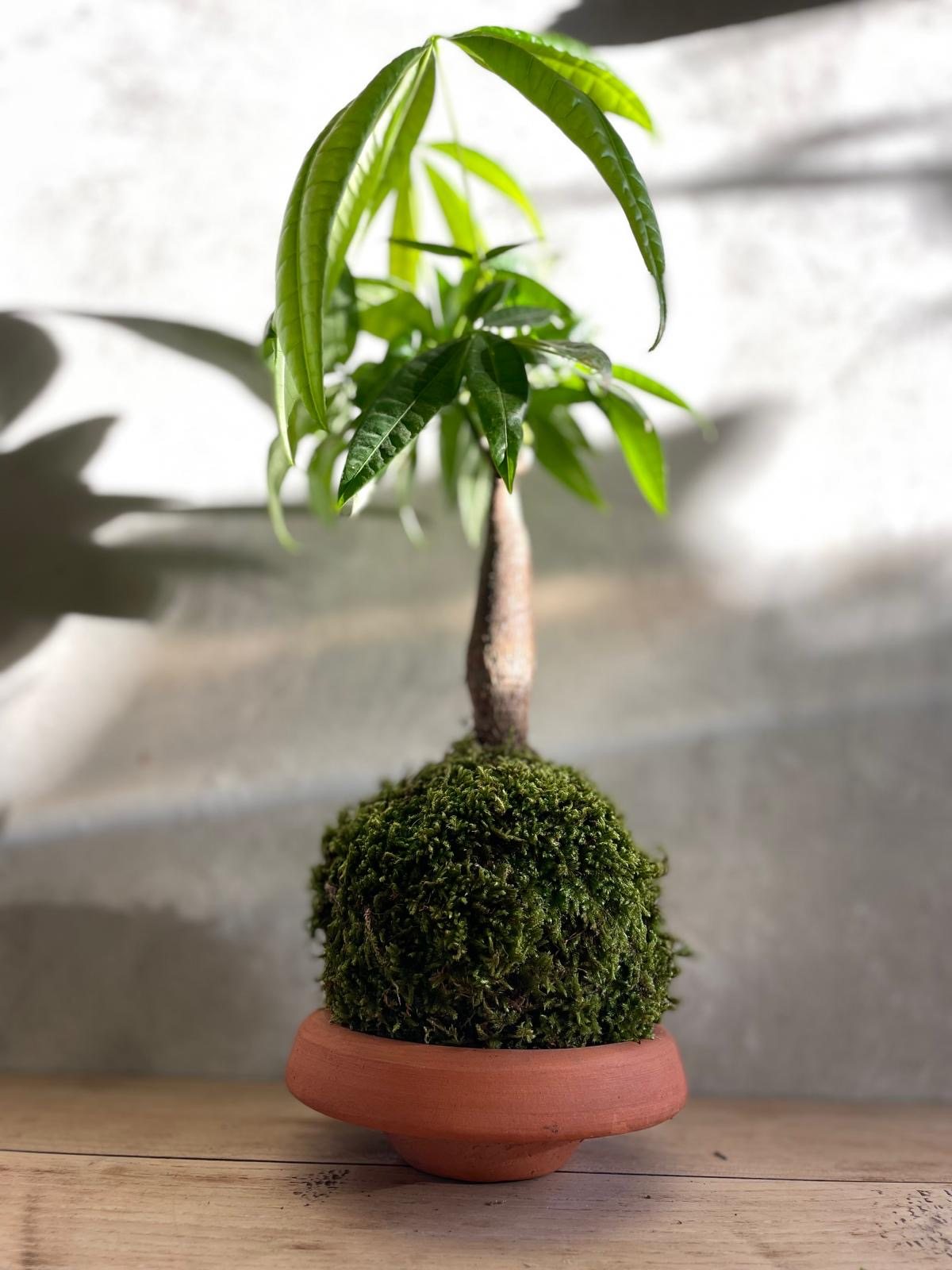 Kokedama de maranta tenu dans la main