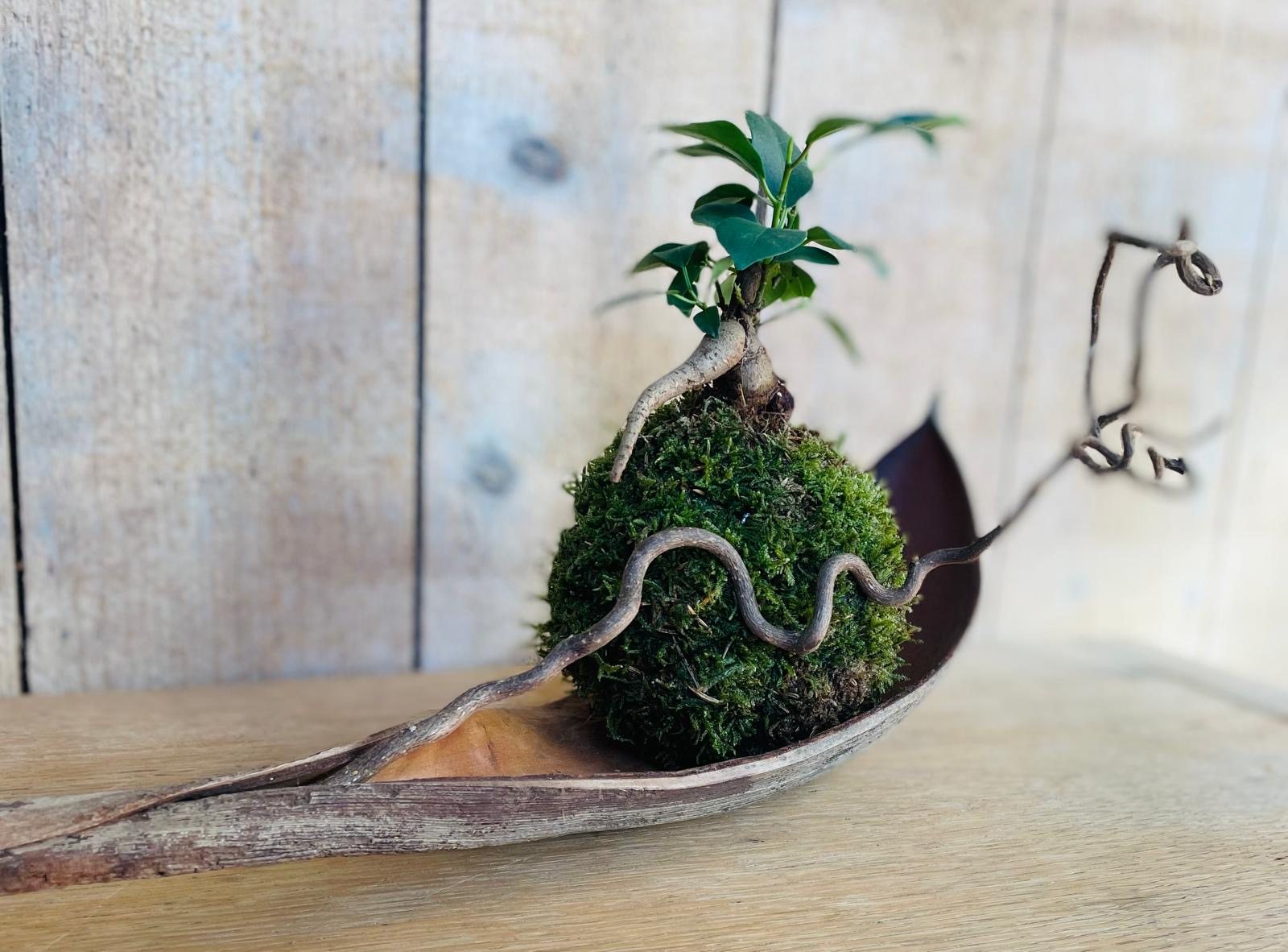 Composition kokedama Ficus Ginseng sur feuille de palmier, pièce unique