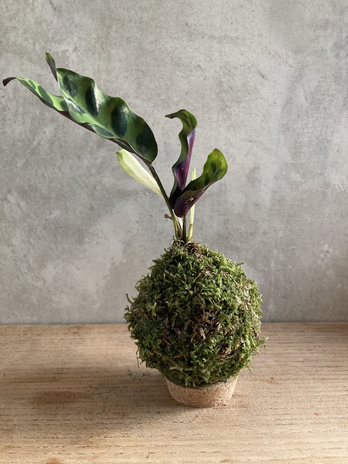 Mini kokedama Calathea lancifolia, mousse verte