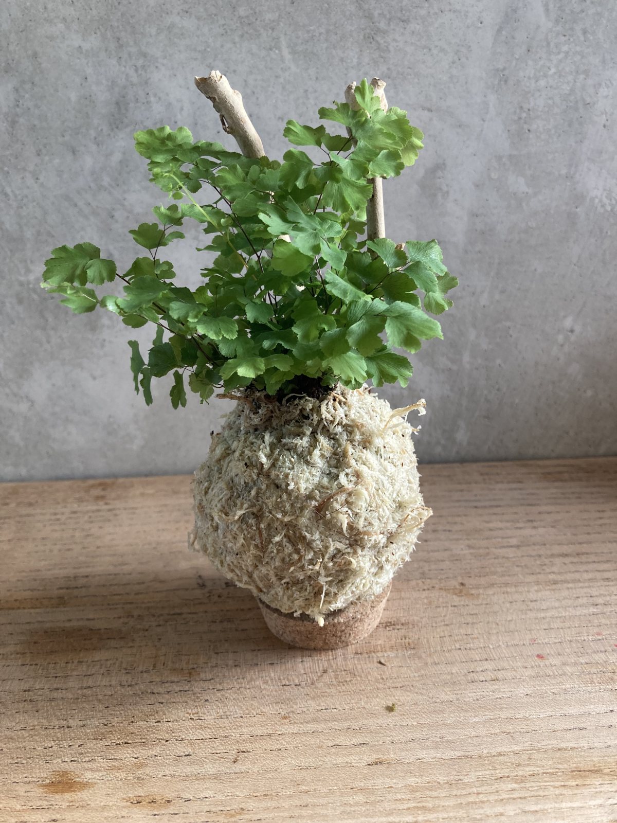 Mini kokedama Capillaire (Adiantum), sphaigne blanche et bois flotté