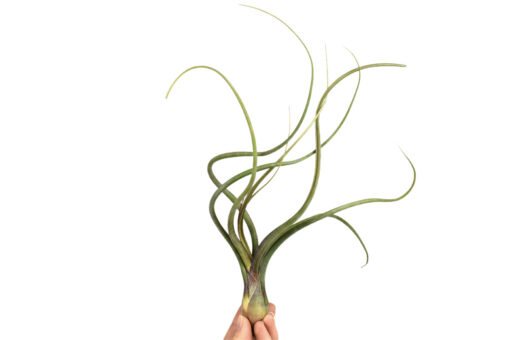Tillandsia Baileyi XL 20 cm