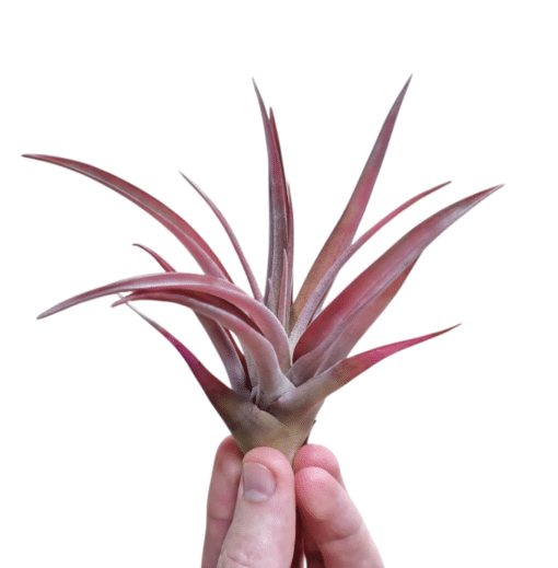 Tillandsia Capitata Peach L (12 cm)