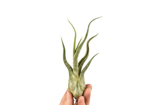 Tillandsia Caput Medusae XL