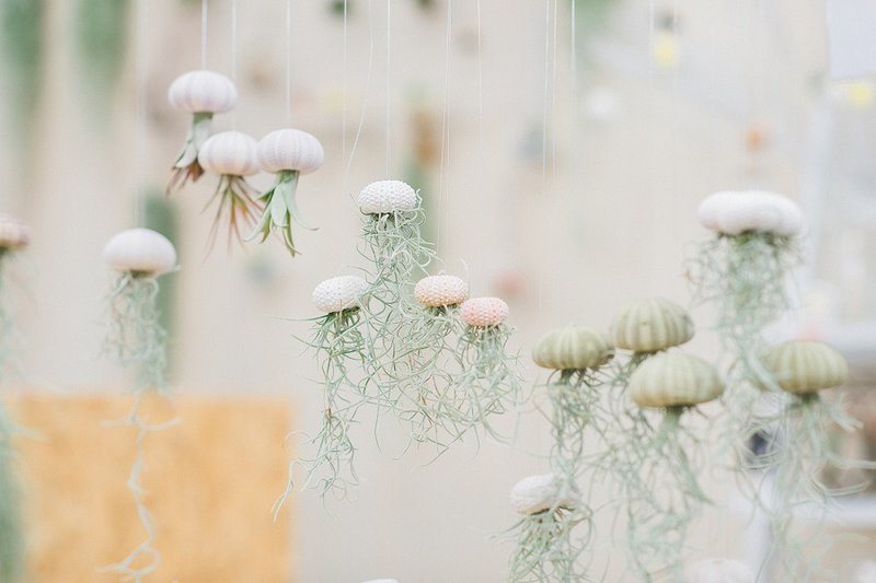 Tillandsia Méduse suspendue