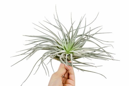 Tillandsia Silver XL