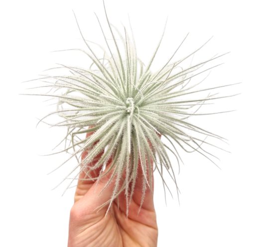 Tillandsia Tectorum XXL (18 cm)