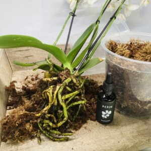 kit de rempotage pour orchidée