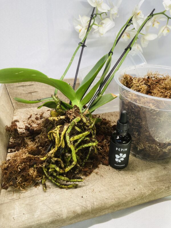 kit de rempotage pour orchidée