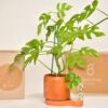Pot plante Greenfinity