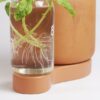 Comment réussir des bouture de basilic