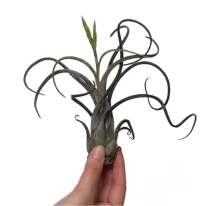 Tillandsia caput prix facile