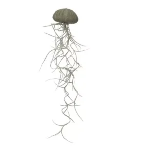 Tillandsia méduse