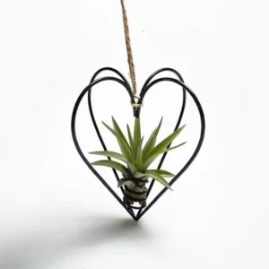 Tillandsia à suspendre
