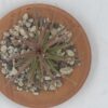 Tillandsia Ionantha rouge – Image 4