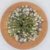 Tillandsia Ionantha – Image 2