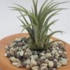 Tillandsia Ionantha