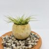 Tillandsia en petit pot