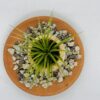 Tillandsia en petit pot – Image 2