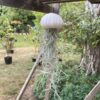 Air plant méduse Tillandsia