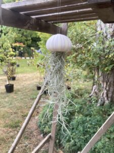 Air plant méduse Tillandsia