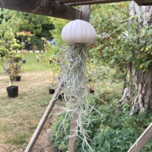 Air plant méduse Tillandsia