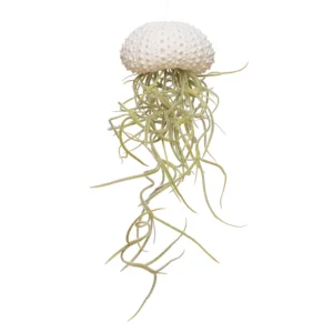 air plant Tillandsia comment entretenir