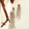 Méduse Aérienne Small — mini jellyfish plant avec coquille d'oursin rose et Tillandsia usneoides suspendue à une branche de bois flotté