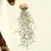 plante tillandsia suspendue