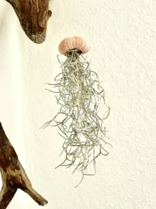 plante tillandsia suspendue