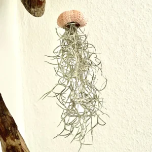 plante tillandsia suspendue