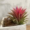 Tillandsia Ionantha rouge – Image 2