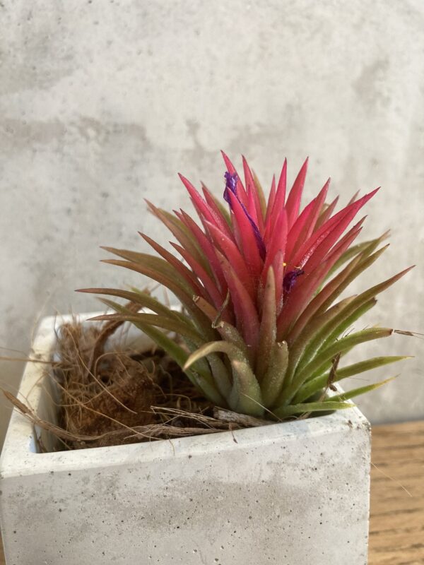 Tillandsia Ionantha rouge – Image 2
