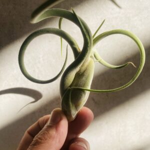 Tillandsia Caput Medusae