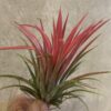 Tillandsia Ionantha rouge