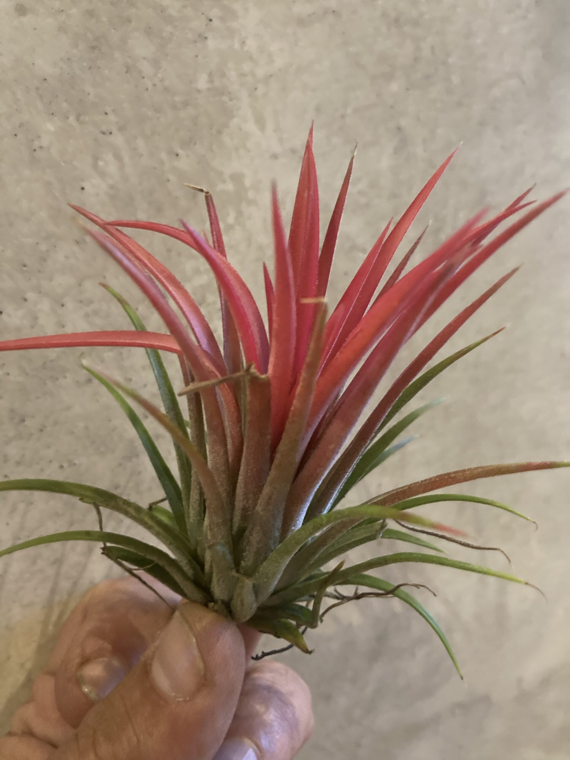 Tillandsia Ionantha rouge