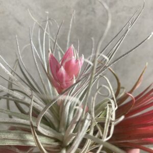 Tillandsia barbe à papa