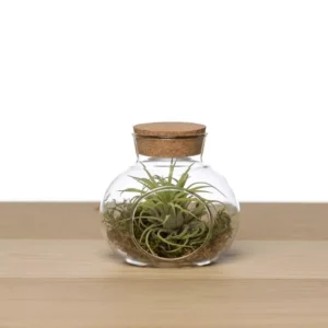 terrarium_facile_tillandsia
