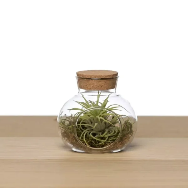 terrarium_facile_tillandsia