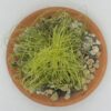 Tillandsia andreana – Image 2