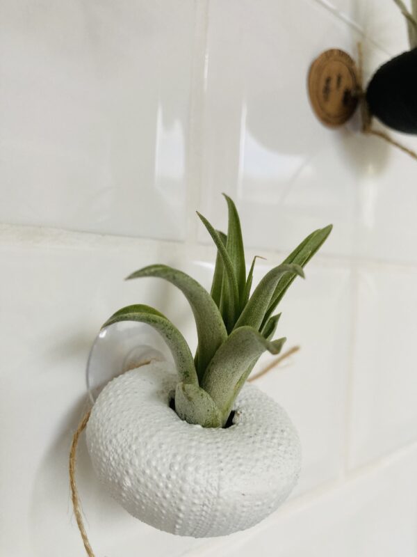 acheter Tillandsia plante