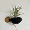 Fertilisation des Tillandsia