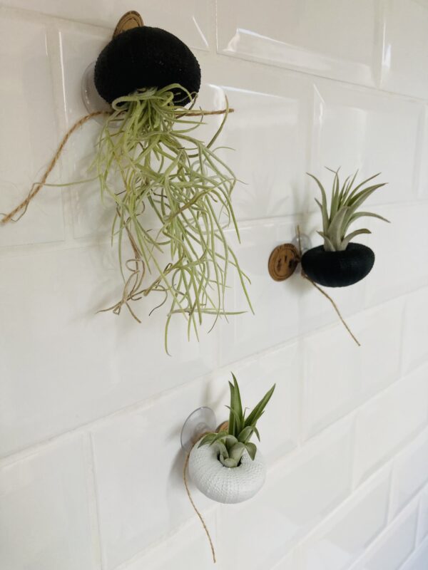 Tillandsia murale – Image 2