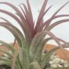 Tillandsia Ionantha rouge – Image 3