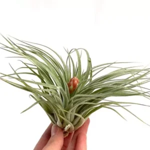 Tillandsia coton candy prix