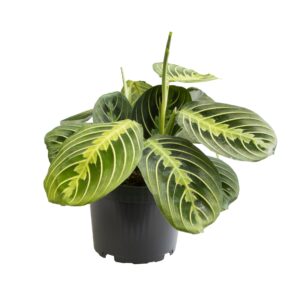 Maranta Lemon Lime - Ø12 ↕30