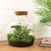 Terrarium Diy Kit - Fat Joe Green - Bottle Garden - ↑ 30 Cm – Image 4