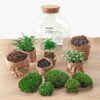 Terrarium Diy Kit - Fat Joe Green - Bottle Garden - ↑ 30 Cm – Image 5