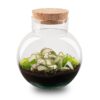 Kit Terrarium Diy - Noah - ↑ 20 Cm – Image 10